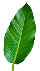 Obraz premium Emerald Embrace: An isolated image of a vibrant green leaf, showcasing its intricate vein patterns and natural elegance, is a testament to the beauty and resilience of the natural world. 