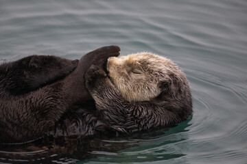 Closeup of Adult Sea Otter sleeping in calm waters of Morro Bay harbor on coast of California, United States