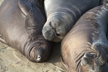 Young Elephant Seal Pups at Piedras Blancas, a protected colony sanctuary with public viewing in San Simeon, California