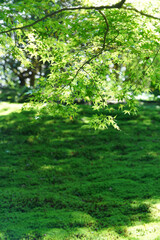 Fototapeta premium 青もみじと緑の苔