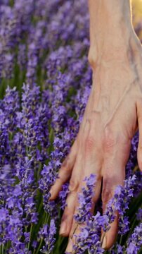 Close-up of a hand brushing through blooming lavender in warm sunlight, with soft focus and gentle motion capturing the delicate touch of petals.