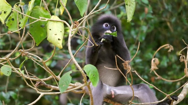 Dusky leaf monkey on tree branch in lush green forest. Dusky leaf monkey or spectacled langur or Trachypithecus obscurus