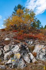 autumn in the forest