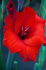 red poppy flower