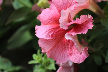 pink hibiscus flower