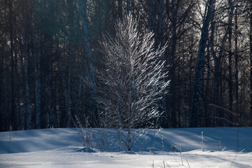 snow covered trees