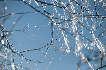 snow covered branches