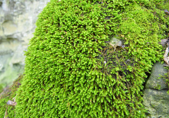 Anomodon moss grows on the stone in the forest