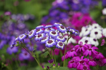 purple flowers in the garden