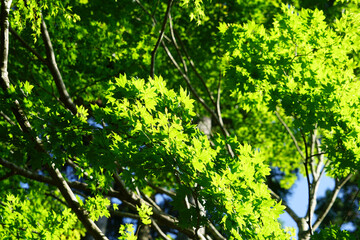 Obraz premium 京都大原の仏教寺院の庭園の新緑