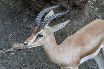 Grant's gazelle in natural habitat, close-up view.  Close-up of a Grant's gazelle with curved horns, standing on dry ground in a natural environment.
