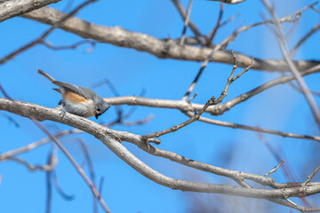 Fototapeta premium Tufted titmouse perched in a tree.