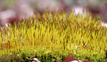 Moss (Bryophyta) grows in nature