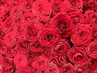 Elegant Red Roses Arrangement Perfect for Romance, Celebrations, and Special Occasions. A stunning and vibrant bouquet filled with beautiful red roses that is perfect for any romantic occasion