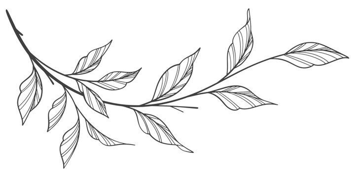 Line art vector illustration of a branch with leaves vector eps