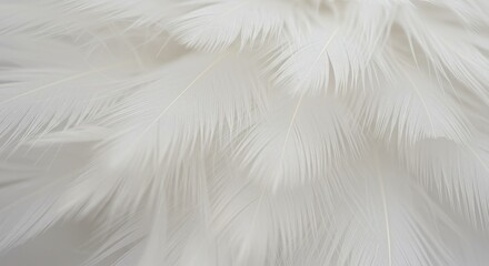 Obraz premium White Feather Texture Background - Close-up of soft, white feathers, perfect for backgrounds or design elements. Subtle texture and elegant feel