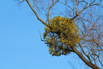 Common mistletoe -viscum album- on tree branch. The parasite of trees is mistletoe.

