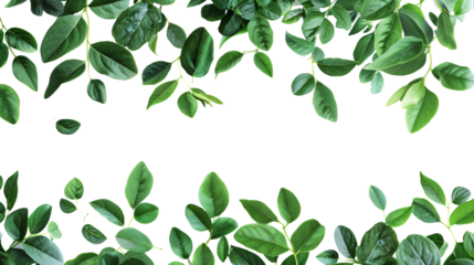 A boundary of green leaves drifting isolated on a transparent background, detailed photo, png 