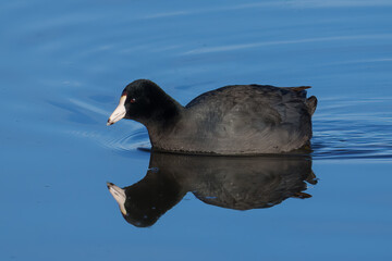 Coot in a calm blue water lake