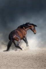Wild horse run gallop in desert