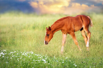 Beautiful colt on green meadow
