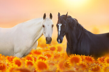 horse in the field
