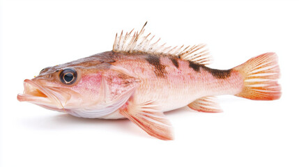 Fototapeta premium Fresh fish with vibrant colors and detailed fins, perfect for culinary use