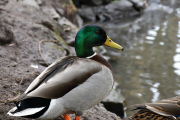 Mallard duck with beautiful green and blue head