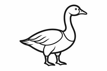 white duck isolated on white