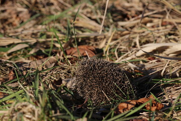 Hedgehog (Scientific name: Erinaceus Europaeus) close up of a wild, native, European hedgehog, facing right in natural garden habitat on green grass lawn. Horizontal. Space for copy.  © TomKorcak