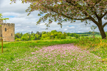 spring in Alnwick gardens, Northumberland, United Kingdom 