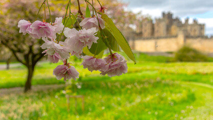 spring in Alnwick gardens, Northumberland, United Kingdom with Alnwick Castle in the background