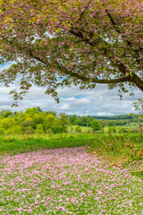 spring in Alnwick gardens, Northumberland, United Kingdom 