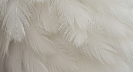 Obraz premium Soft White Feathers Elegant Background Texture - Delicate, soft, white feathers layered for an elegant background. Symbolizing purity, peace, lightness, serenity, and hope