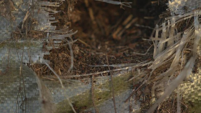 the anthill. the entrance to the anthill. big ants.