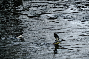 ducks in river stream. Water texture