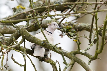 Streptopelia decaocto aka Eurasian Collared Dove perched on the tree. Common bird in Czech republic.