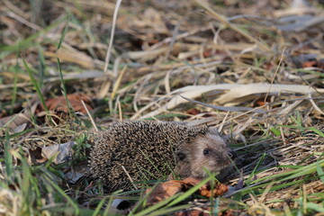 Hedgehog (Scientific name: Erinaceus Europaeus) close up of a wild, native, European hedgehog,...