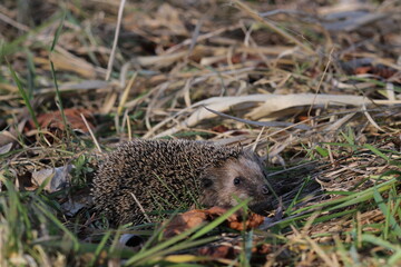 Wild European hedgehog in a grass in early spring. Hedgehog (Scientific name: Erinaceus Europaeus) close up of a wild, native, European hedgehog, facing right in natural garden habitat on green grass 