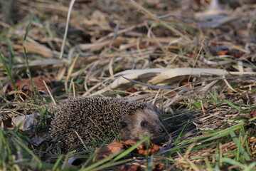 Wild European hedgehog in a grass in early spring. Hedgehog (Scientific name: Erinaceus Europaeus) close up of a wild, native, European hedgehog, facing right in natural garden habitat on green grass 