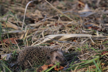Wild European hedgehog in a grass in early spring. Hedgehog (Scientific name: Erinaceus Europaeus)...