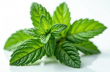 Freshly picked mint sprigs with vibrant green hues on white surface. Aromatic herb is commonly used for cooking, refreshing tea or beverage. Natural ingredient for healthy culinary projects.