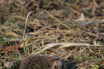 Wild European hedgehog in a grass in early spring. Hedgehog (Scientific name: Erinaceus Europaeus)...
