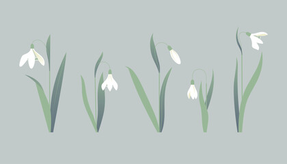 Set of minimalist illustrations of snowdrop flowers, delicate grey green colors.
