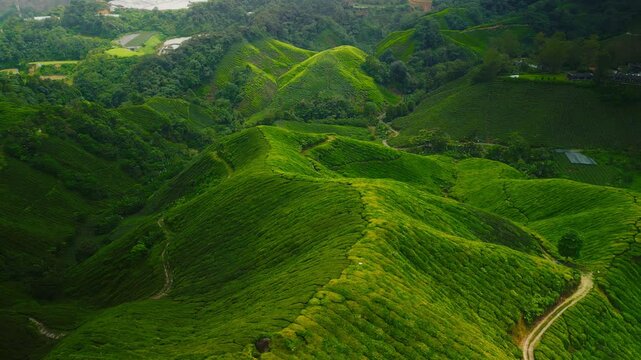 Lush green rolling hills of the Cameron Highlands covered in tea plantations. Aerial perspective showcasing the neatly arranged tea fields. A stunning natural landscape in Malaysia highlands.