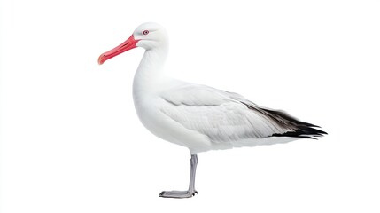 Obraz premium Stunning White-Faced Storm-Petrel: A Close-Up Profile