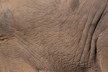 Asian elephant skin close up detail, textured background