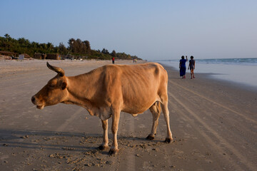 Une vache sur une plage en Casamance dans le sud du Sénégal en Afrique de l'Ouest
