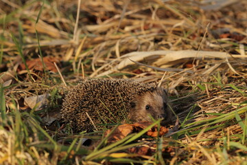 Wild European hedgehog in a grass in early spring. Hedgehog (Scientific name: Erinaceus Europaeus) close up of a wild, native, European hedgehog, facing right in natural garden habitat on green grass 