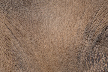 Asian elephant skin close up detail, textured background